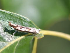 Prionapteryx achatina