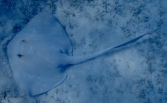 Pastinachus sephen