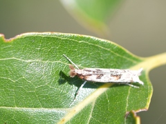 Prionapteryx achatina