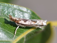 Prionapteryx achatina