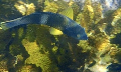 Notolabrus tetricus