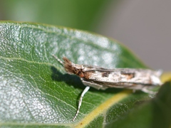 Prionapteryx achatina