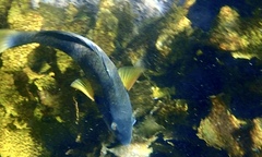 Notolabrus tetricus
