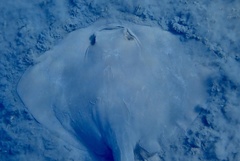 Pastinachus sephen