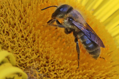 Osmia leaiana