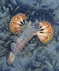 Inimicus filamentosus