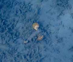 Inimicus filamentosus