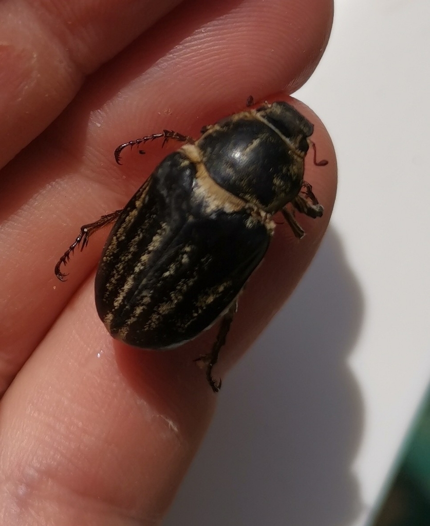 Anoxia matutinalis