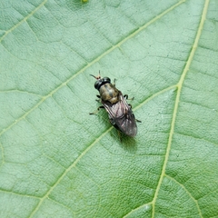 Adoxomyia