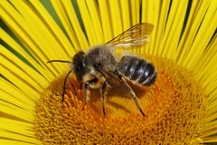 Megachile ligniseca