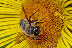 Megachile ligniseca