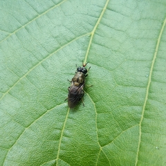 Adoxomyia