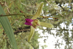 Bletia reflexa