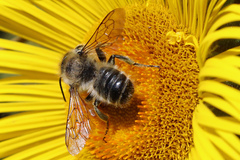 Megachile ligniseca