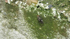 Cerastipsocus trifasciatus