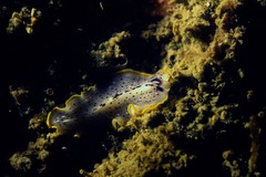 Prostheceraeus moseleyi