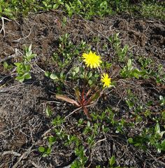 Taraxacum macilentum