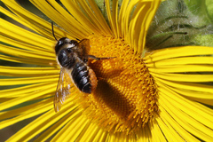 Megachile ligniseca