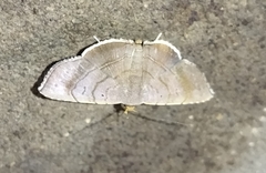 Sphacelodes vulneraria