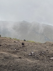 Geospizopsis unicolor