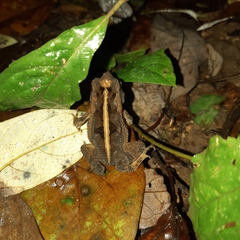 Incilius canaliferus