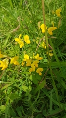 Lotus corniculatus