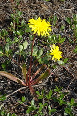 Taraxacum macilentum