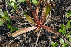 Taraxacum macilentum