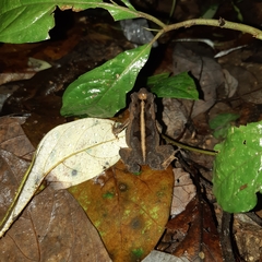 Incilius canaliferus