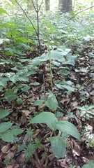 Epipactis helleborine
