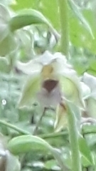 Epipactis helleborine