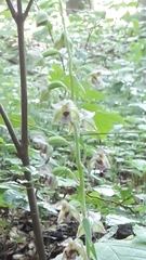 Epipactis helleborine