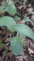 Epipactis helleborine