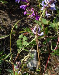Astragalus norvegicus