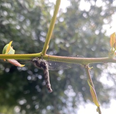 Ululodes macleayanus