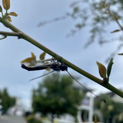 Ululodes macleayanus