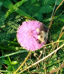 Bombus impatiens image
