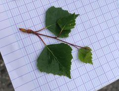 Betula pendula pendula
