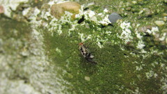 Cerastipsocus trifasciatus
