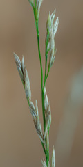 Lolium perenne