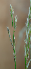 Lolium perenne