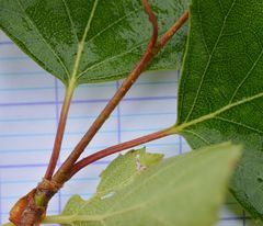 Betula pendula pendula