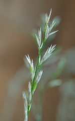 Lolium perenne