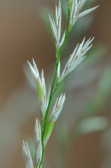 Lolium perenne