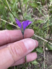 Campanula parryi