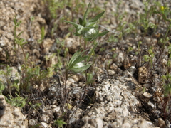 Stylocline micropoides