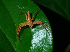 Hamadruas hieroglyphica