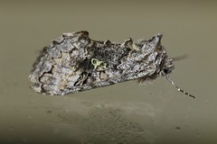 Syngrapha viridisigma