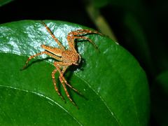 Hamadruas hieroglyphica