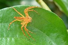 Hamadruas hieroglyphica